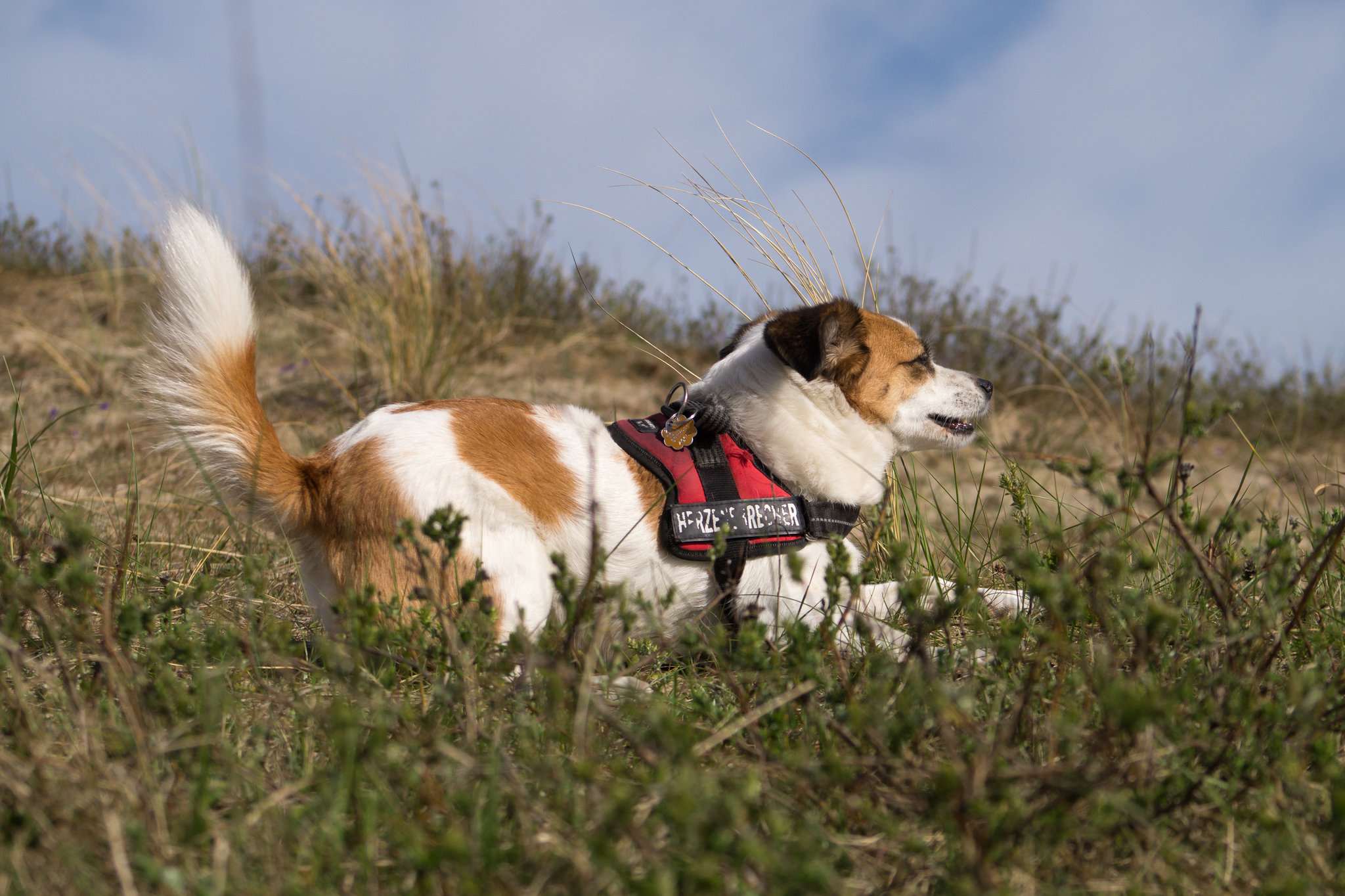 Jack Russell Terrier Clifford DSC09514