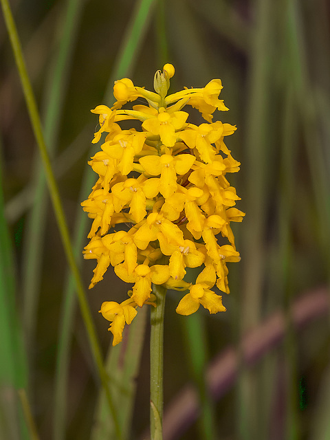 Gymnadeniopsis integra (Yellow fringless orchid)