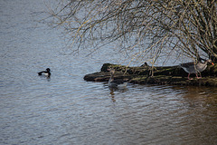 20150308 7237VRTw [D~PB] Reiherente (Aythya fuligula), Graugans (Anser anser), Steinhorster Becken, Delbrück