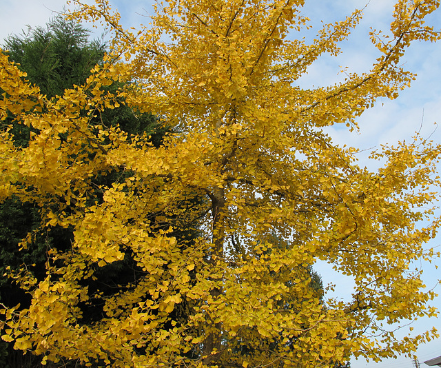 Flamboiement du Ginkgo Biloba (from my garden)