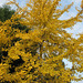 Flamboiement du Ginkgo Biloba (from my garden)