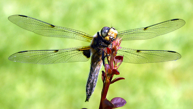 Vierflecklibelle