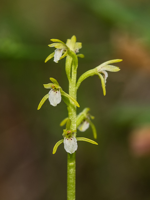 Corallorhiza trifida (Early Coralroot orchid)