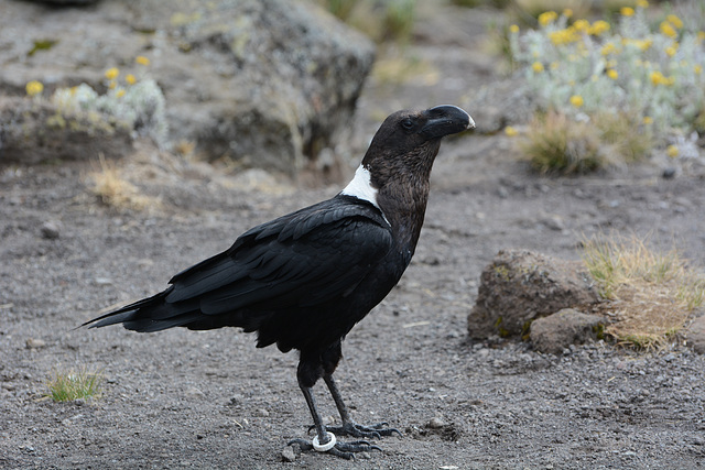 Kilimanjaro, Raven Living on the Rocks of Zebra