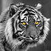 Portrait de Tigre