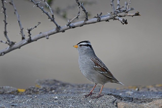 White-crowned Sparrow