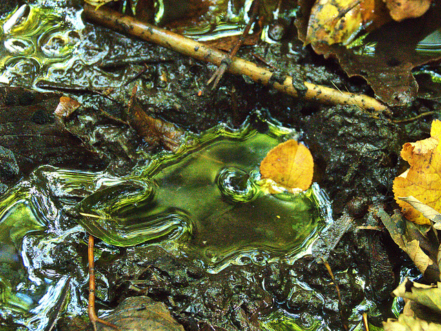 Wet And Muddy Puddled Leaves