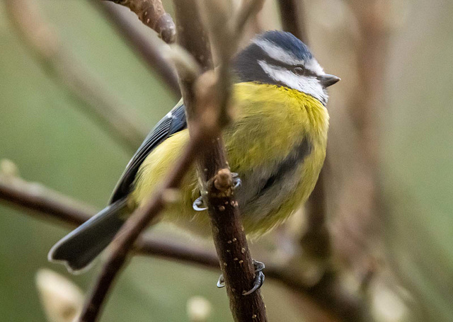 Blue tit