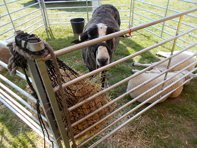 STTES[23] - black sheep {2 of 2} (petting 2 of 5)