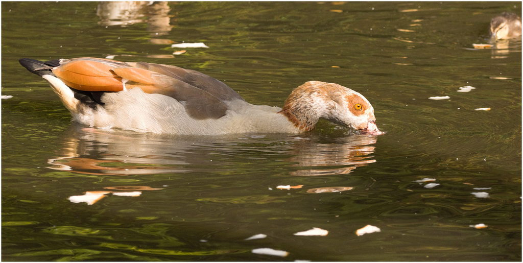 IMG 9566 Egyptian Goose