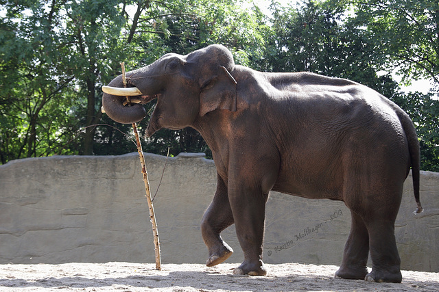 Gajendra - ein Münchner in Hamburg (Hagenbeck)