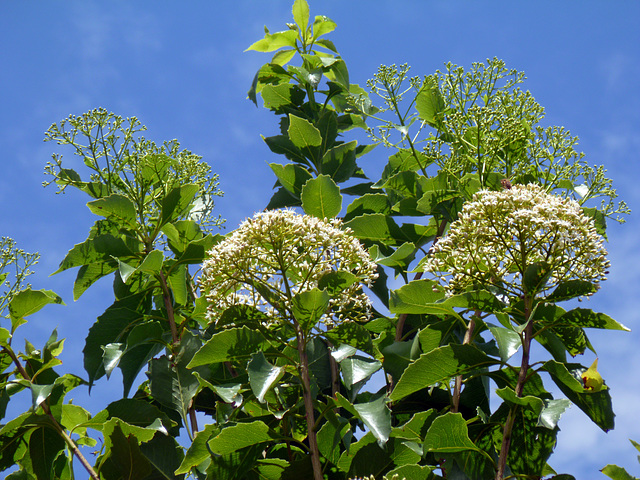 diamond laurel