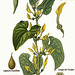 Aristolochia clematitis L