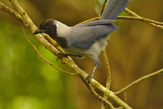 IMG 9933-1bird