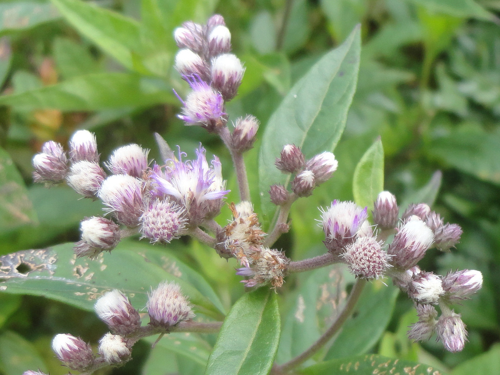DSC01451 - erva-de-são-simão Vernonia scorpioides, Asteraceae