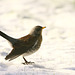 The Fieldfare back for more
