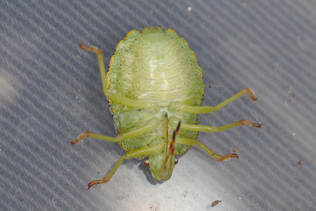 EF7A1601shieldbug