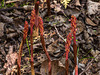 Corallorhiza maculata (Spotted Coralroot orchid) in bud