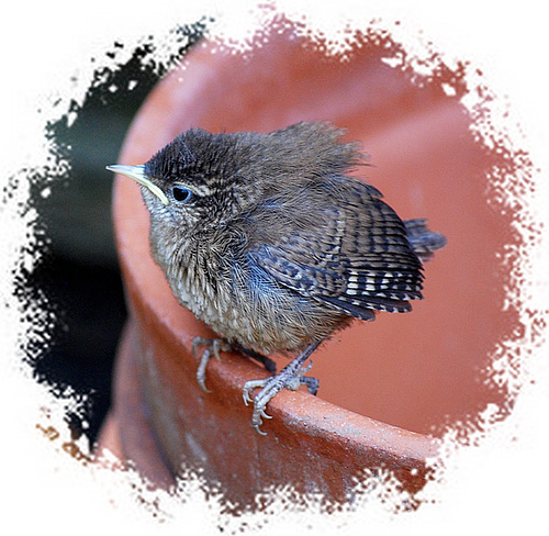 Baby Wren