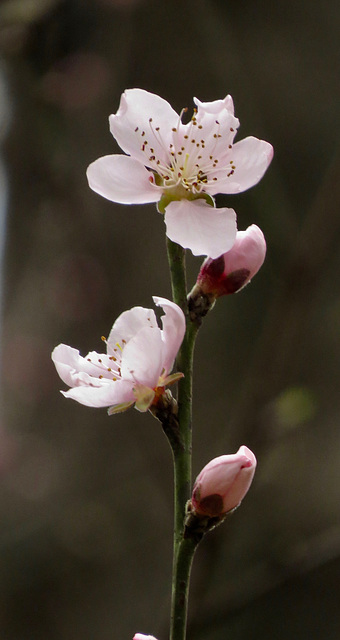 Nectarine flowers