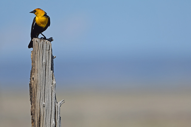 Yellow-headed Blackbird on Post