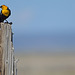 Yellow-headed Blackbird on Post