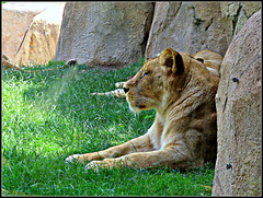 Biopark Valencia, 107