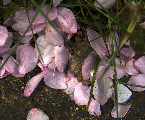 Fallen Blossom