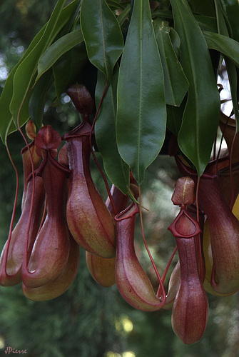 Sabot de Venus