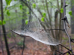 Spinnennetz - nicht schön aber zweckmäßig
