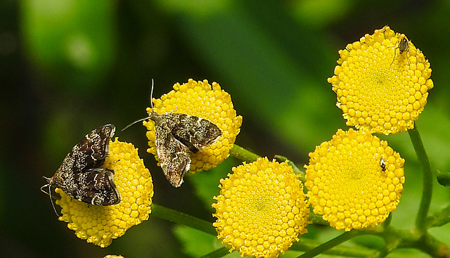 20210831 2683CPw [D~LIP] Rainfarn (Tanacetum vulgare), Brennnessel-Spreizflügelfalter (Anthophila fabriciana), Insekt, UWZ, Bad Salzuflen