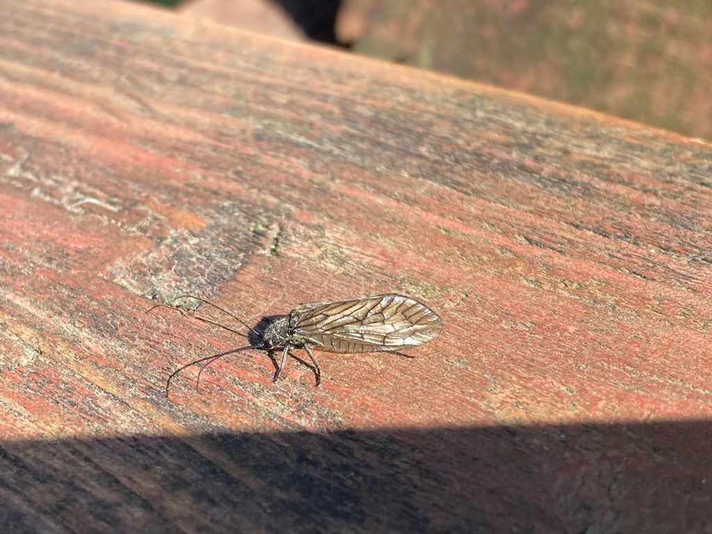 Caddis fly