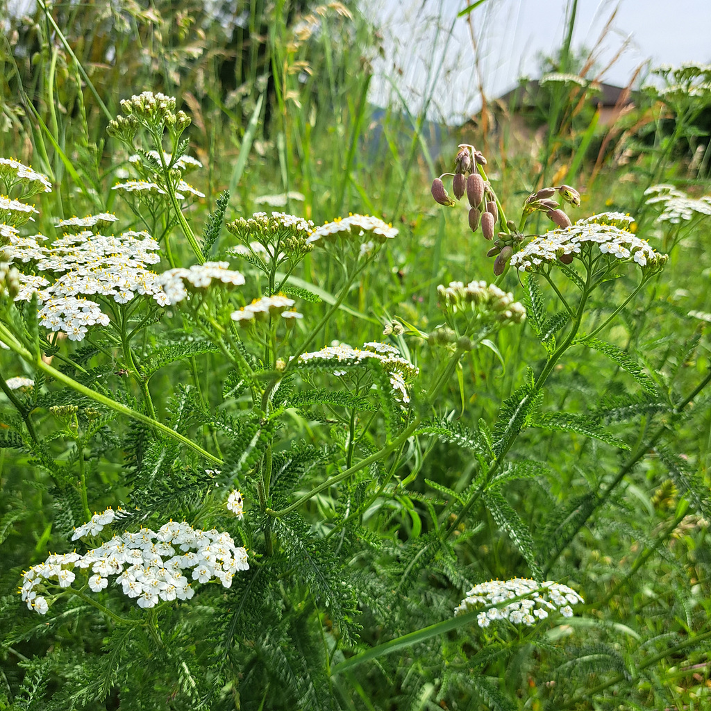 Gemeine Schafgarbe (Achillea millefolium)