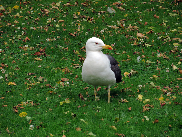 Möwe