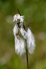 Narrow-leaved Cotton Grass