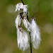 Narrow-leaved Cotton Grass