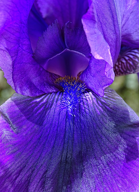 Purple Iris