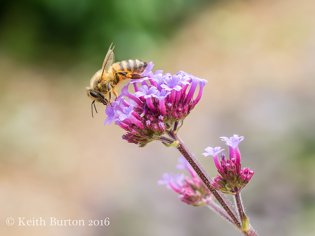 "You can never tell with bees"  (Winnie the Pooh)