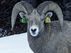 Bighorn Sheep, number 18