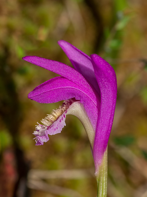 Arethusa bulbosa (Dragon's Mouth orchid)