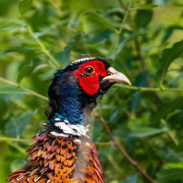 Pheasant