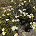 Cistus or jara or (in English) rock-rose, in its wild state, carpeting the mountainside in May around here.