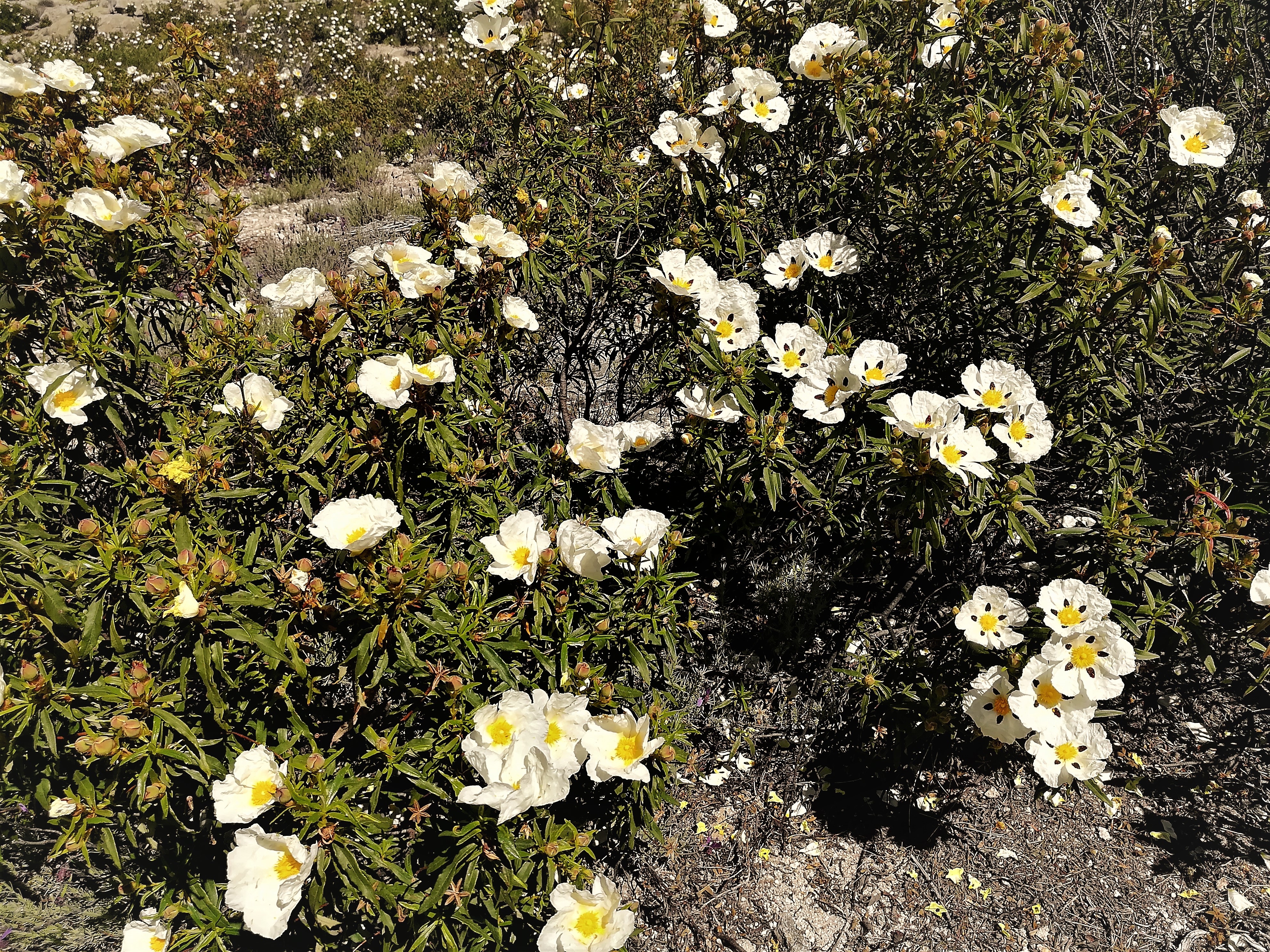 Cistus or jara or (in English) rock-rose, in its wild state, carpeting the mountainside in May around here.