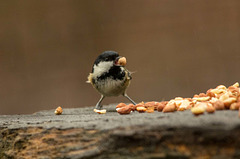 A coal tit4