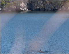 As good a whale picture as I could get