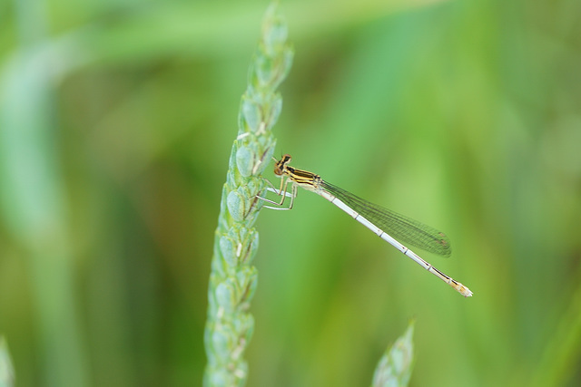 Blaue Federlibelle ♀