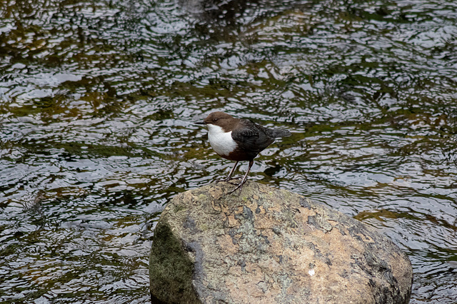 Dippers On Shepley St-1