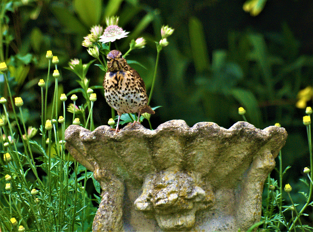 Song Thrush in the garden.