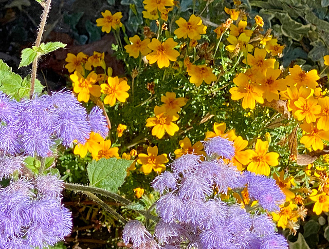 Blumenschmuck auf dem Dottenfelderhof