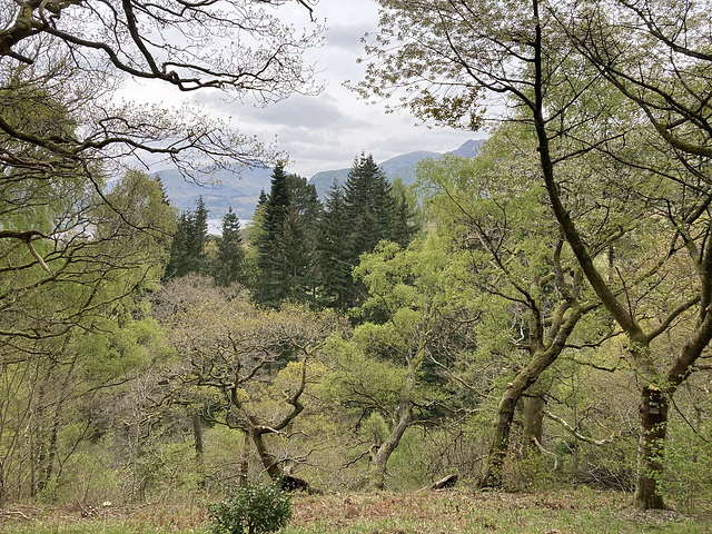 View from new bench at Aira Force